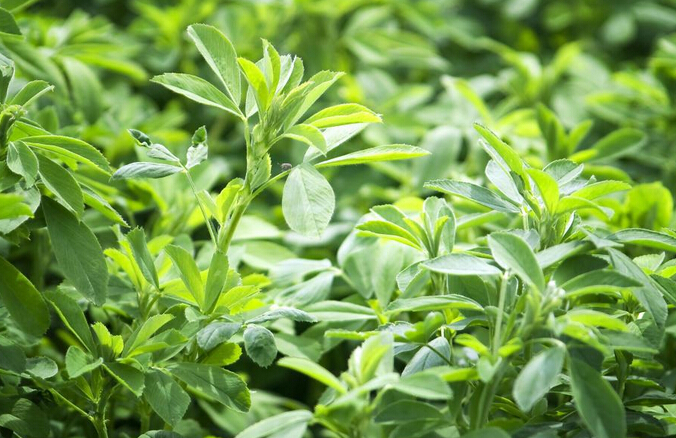 美國農(nóng)業(yè)部（USDA）將苜蓿干草分為四個等級