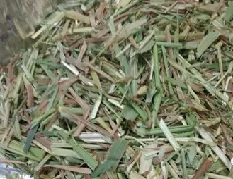 如何判斷燕麥草質(zhì)量？