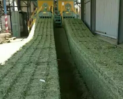 美國苜蓿草與西班牙苜蓿草有何差異？